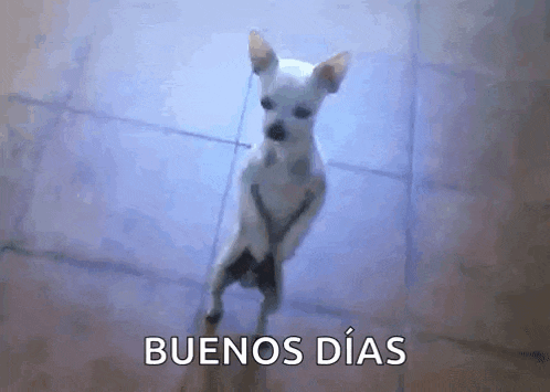 a small white dog is standing on its hind legs on the floor .