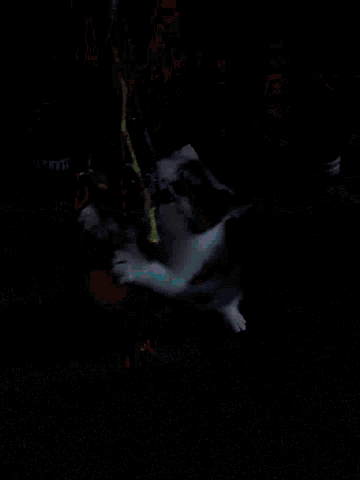a cat is playing with a yellow toy on a carpet