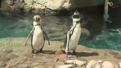 El Pingüino De Humboldt GIF - Penguin Sea World Animals GIFs