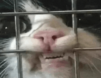 a close up of a cat 's nose behind a cage .