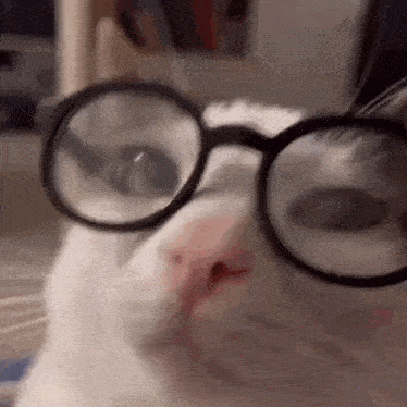 Nerd Cat Glasses GIF - Nerd Cat Cat Nerd GIFs