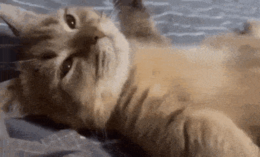 a close up of a cat laying on its back on a bed looking at the camera .