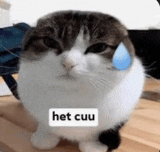 a cat is sitting on a wooden table with a tear running down its face .