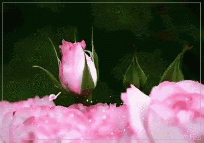 a close up of a pink flower with a green background
