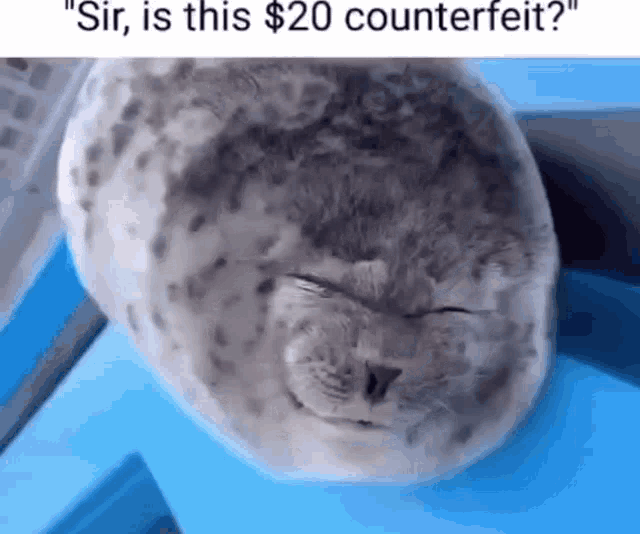 Silly Seal GIF - Silly Seal GIFs