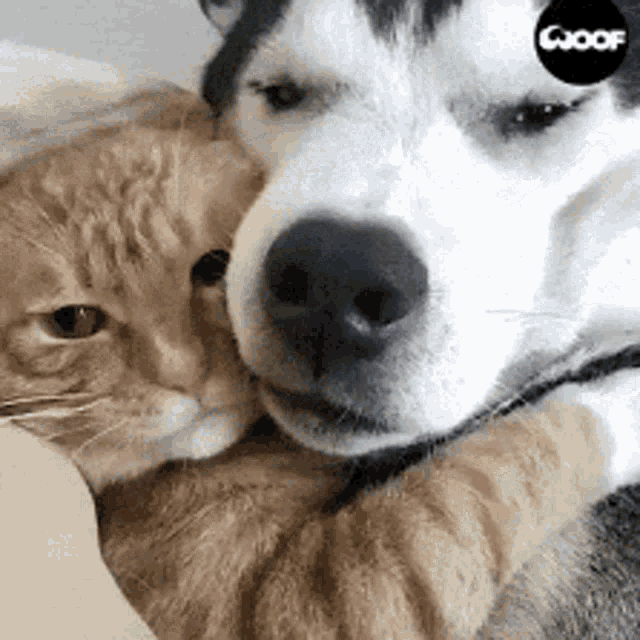 Cat Dog GIF - Cat Dog Love GIFs