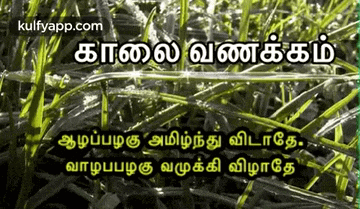 a picture of a field of grass with the website kulfyapp.com in the upper right corner