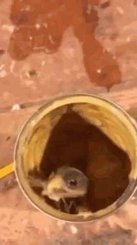 a close up of a can of coffee with a spoon in it on a table .