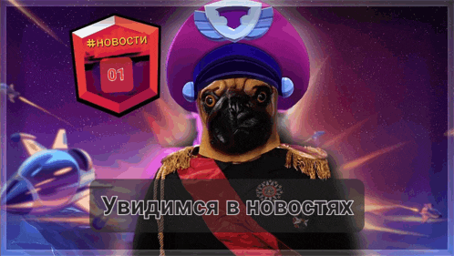 a pug wearing a purple hat with the number 01 on the top