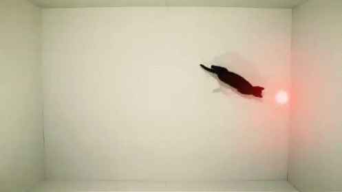 Cats Chase Laser Pointer In A Boxy Room GIF - Cats Laser Pets GIFs