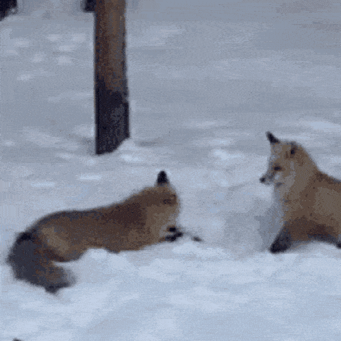 two foxes are playing in the snow and one of them is laying on its back .