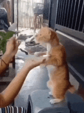 a person is feeding a cat with a spoon while the cat stands on its hind legs .