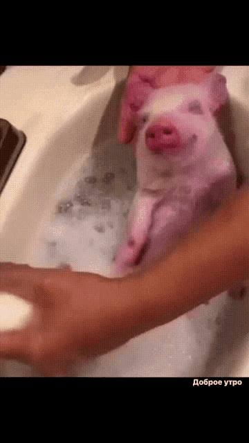 доброеутро свинка GIF - доброеутро свинка ванна GIFs
