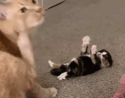 a black and white cat is rolling around on its back on the floor .