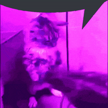 a purple background with a speech bubble in the corner