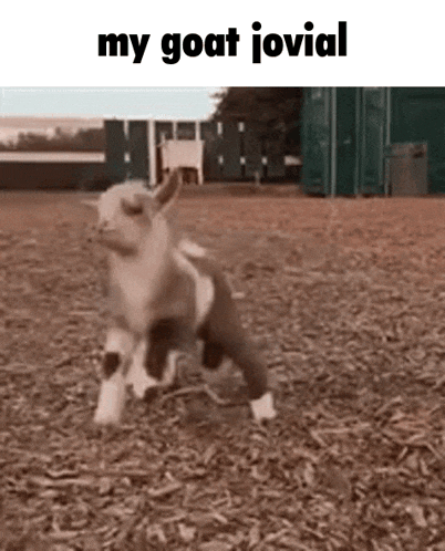 a baby goat is running in a field with the words `` my goat jovial '' written above it .
