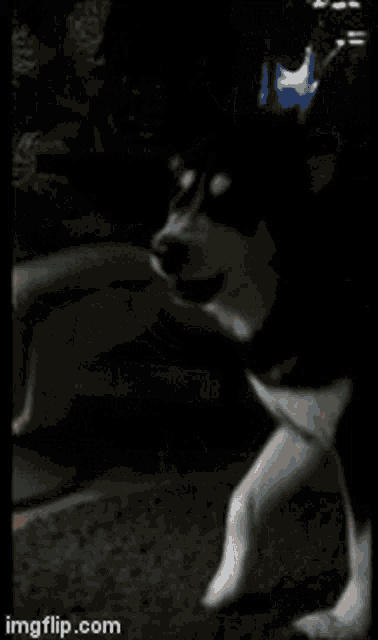 a black and white dog laying on its back with imgflip.com in the lower right corner