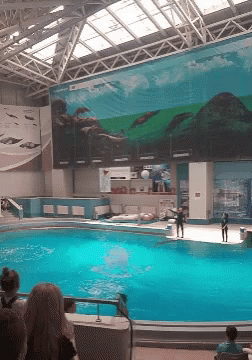 Dolphin Dolphin Show GIF - Dolphin Dolphin Show Dolphin Jumping GIFs