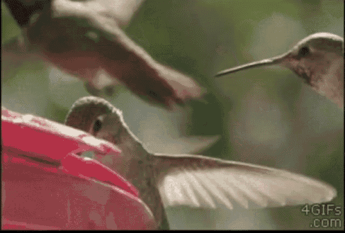 Humming Birds Savage GIF - Humming Birds Savage Get Out GIFs