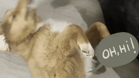 a dog is laying on its back with a speech bubble saying oh hi