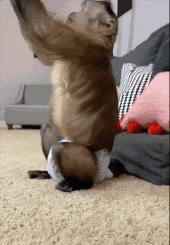 a monkey wearing a diaper is sitting on the floor next to a couch
