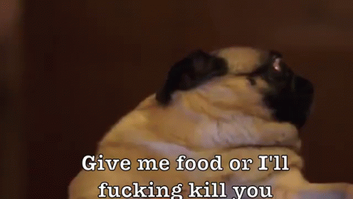 Food  GIF - Dogs Pug Pewdiepie GIFs