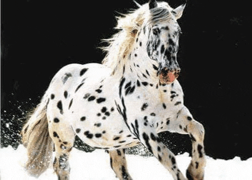 a dalmatian horse is running through the snow in the snow .