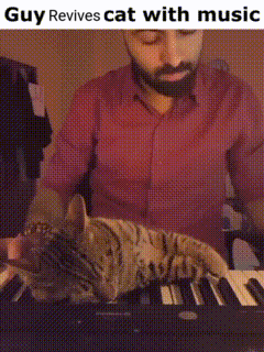 a man is playing a keyboard with a cat laying on top of it