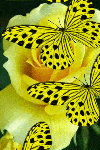 a bunch of yellow butterflies are sitting on a yellow rose