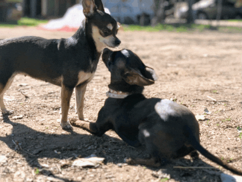 two small dogs are playing in the dirt and one is laying down