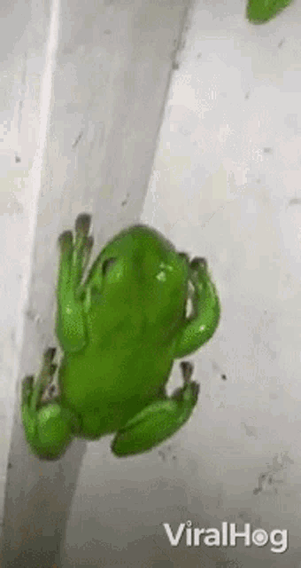 Frog Viralhog GIF - Frog Viralhog Hang GIFs