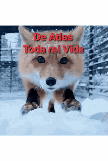 De Atlas Toda Mi Vida Fox GIF