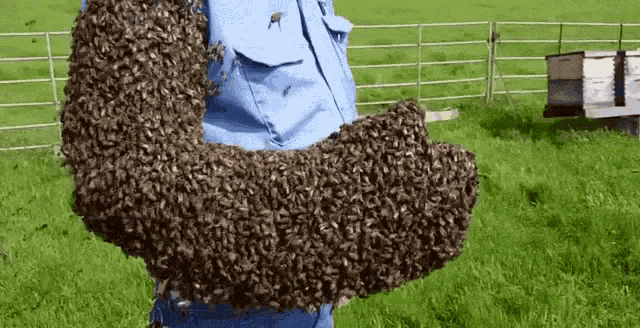 Hive Swarm Swarm GIF - Hive Swarm Swarm Bees GIFs