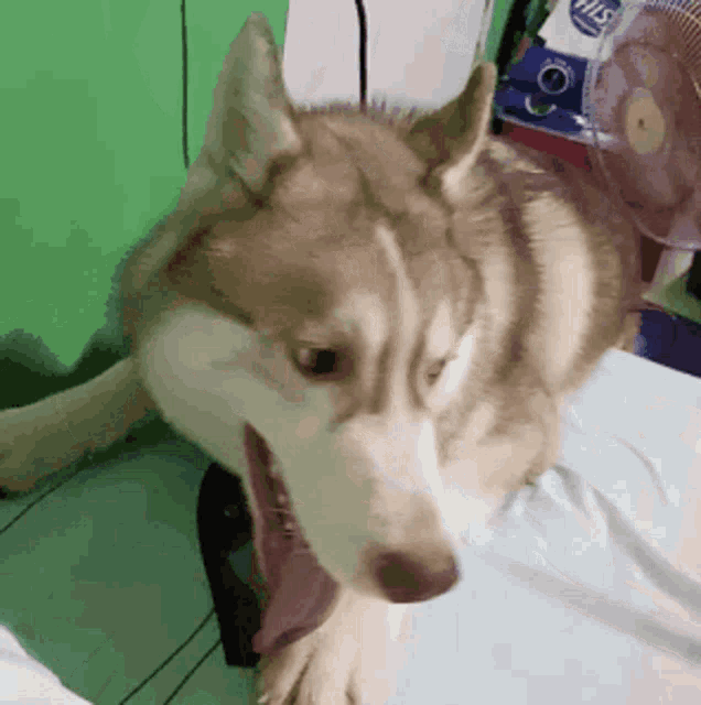 a husky dog is laying on a bed with its mouth open