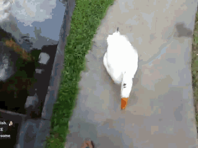 Justketh Goose Attack GIF - Justketh Goose Attack Goose GIFs