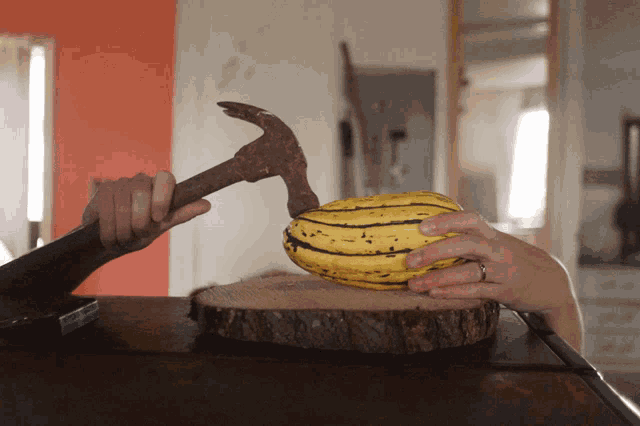 a person is holding a hammer over a squash on a stump