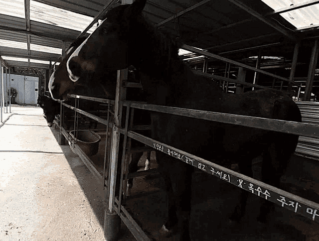 a horse standing in a stable with chinese writing on the side of the fence