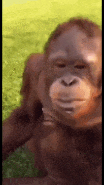 a close up of a monkey 's face standing in the grass