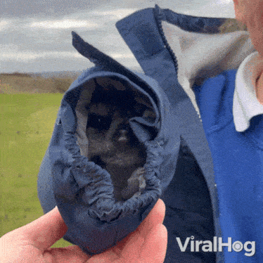 Hiding Inside The Sleeve Meerkat GIF - Hiding Inside The Sleeve Meerkat Viralhog GIFs