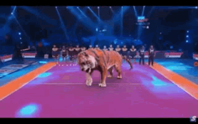 a tiger is walking on a stage in front of a crowd of people