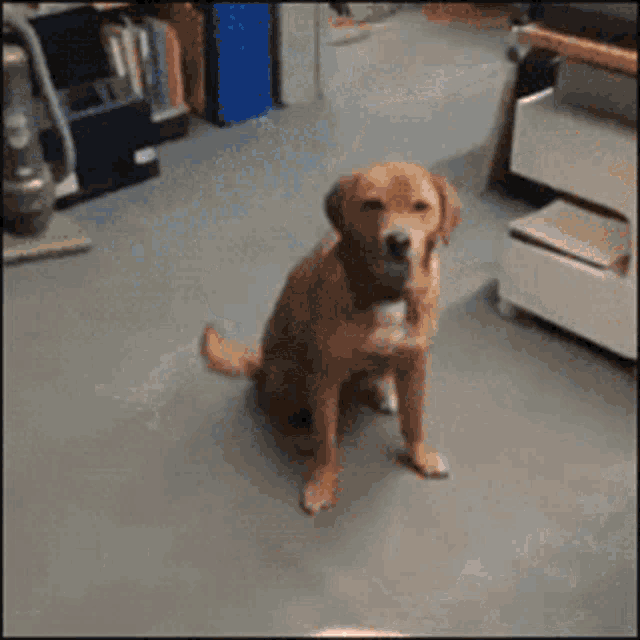 a dog is sitting on a blue ball in a room with a vacuum cleaner in the background