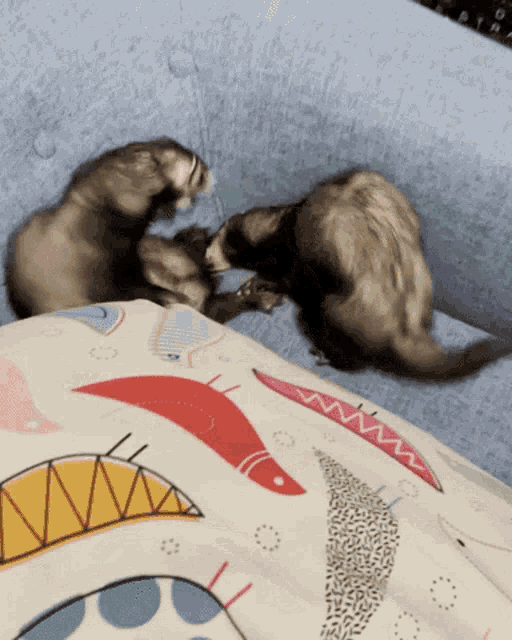 three ferrets are playing on a couch with a blanket with a fish on it