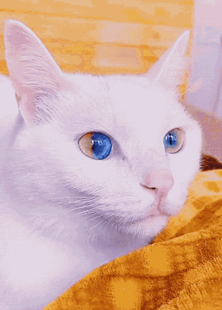 Cat White Cat GIF - Cat White Cat Heterochromia GIFs