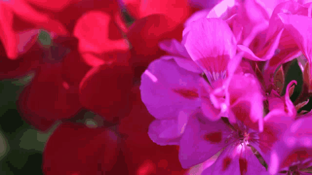 a close up of a pink flower with a red flower in the background
