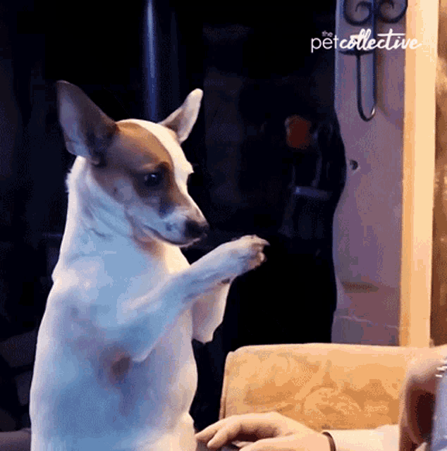 Please The Pet Collective GIF - Please The Pet Collective Begging GIFs