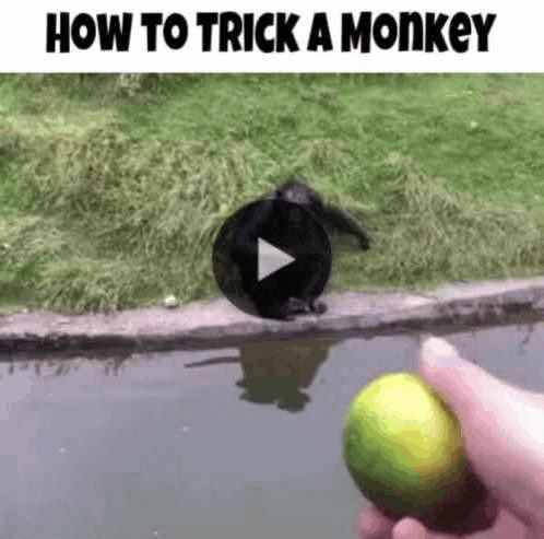 a person is holding a lime in front of a monkey that is jumping into the water .