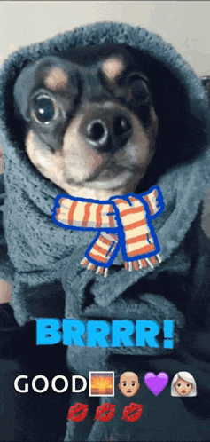 a small dog wearing a scarf and a hoodie says brrr