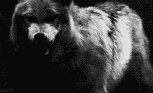 a black and white photo of a bear standing in the dark .