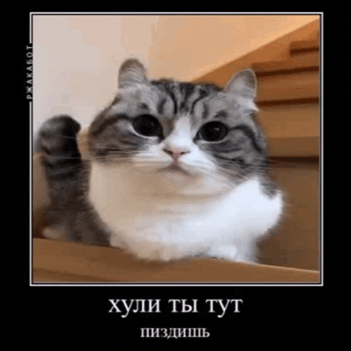 a gray and white cat is sitting on a set of stairs looking at the camera .