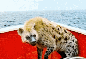 a hyena is standing on a red boat in the water